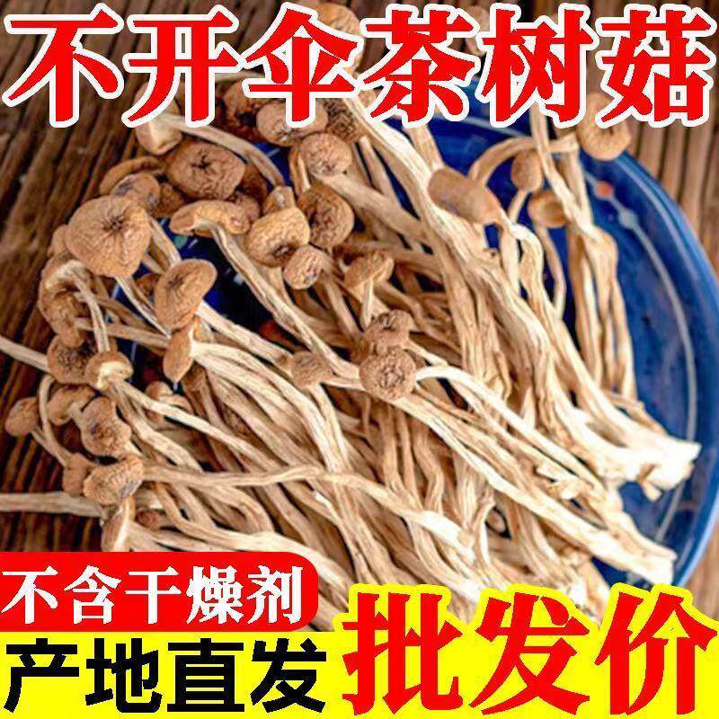 新日期新货精选茶树菇干货