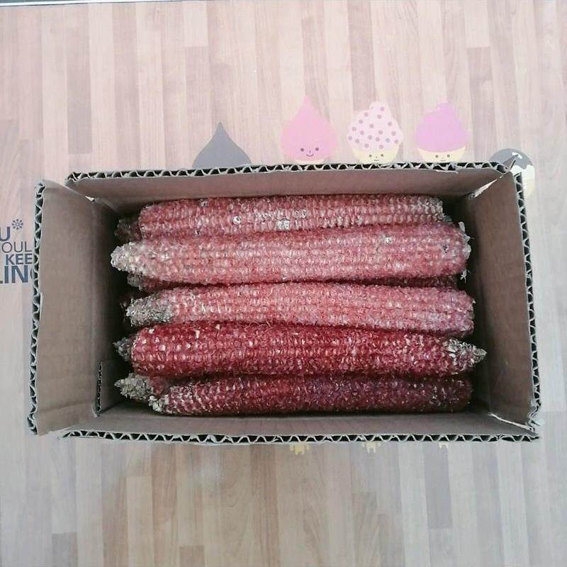 新货干玉米芯棒子玉米瓤幼