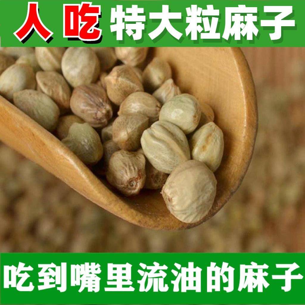 正宗麻子大粒人吃新货火麻子 炒熟五香生麻子籽食用