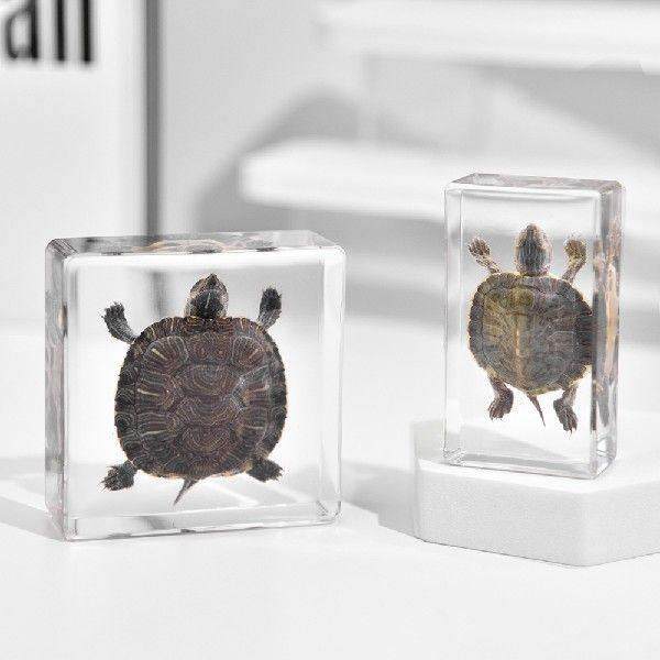 真实HUU海洋动物标本乌研龟琥树工艺品独特礼珀物学科教景脂区热,家居饰品,桌面摆件,淘宝优惠券,粉丝福利购,淘宝优惠卷