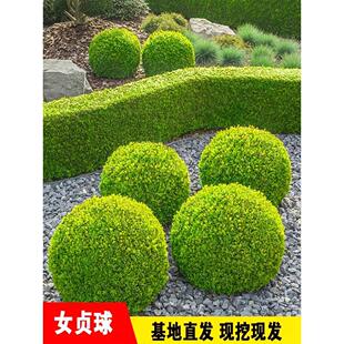 金叶女贞苗 绿篱树苗 金叶球造型 彩色绿化工程苗木四季常青植物