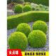 金叶女贞苗 常青植物 彩色绿化工程苗木四季 绿篱树苗 金叶球造型