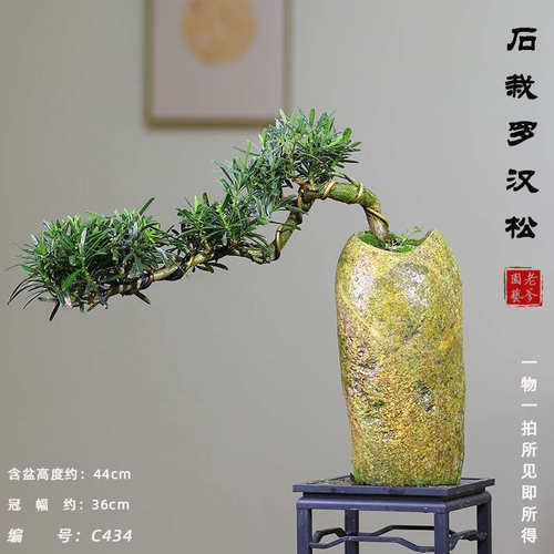 庭院玄关b桌面小叶室内舌绿盆栽植物雀盆景罗汉松迎客松茶几真植