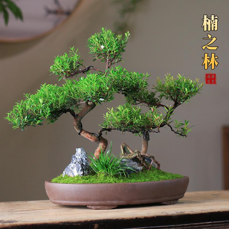 小叶赤楠盆栽丛林造型盆景桌面观叶绿植老桩植物客厅庭院室内好养