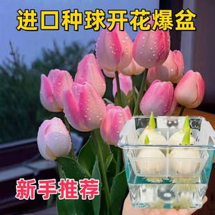 郁金香种球耐寒水培花卉盆栽植物室内外新手好养活水养郁金香种子