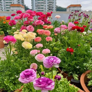 带芽花毛茛种球重瓣洋牡丹耐寒花卉室内外盆栽植物好养活花卉种子