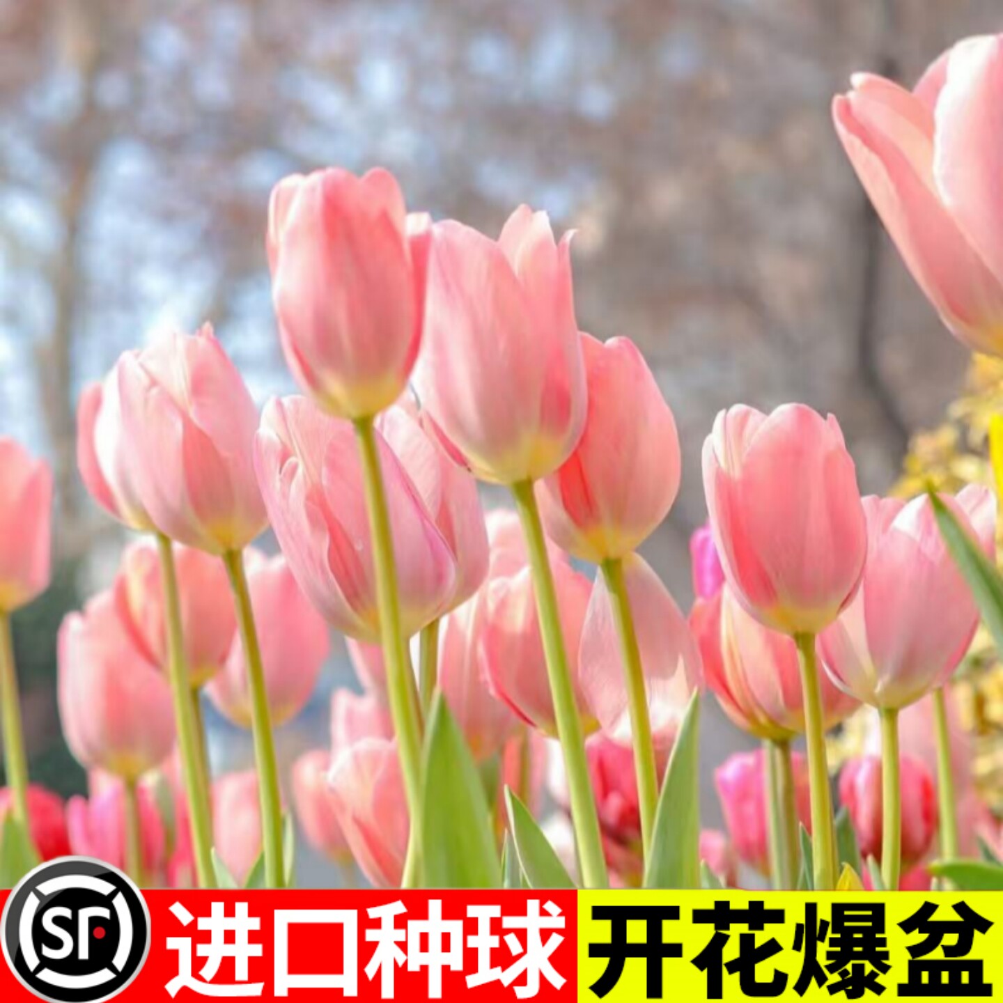 郁金香种球水培花卉植物室内阳台庭院花种子盆栽花苗土培水养好活