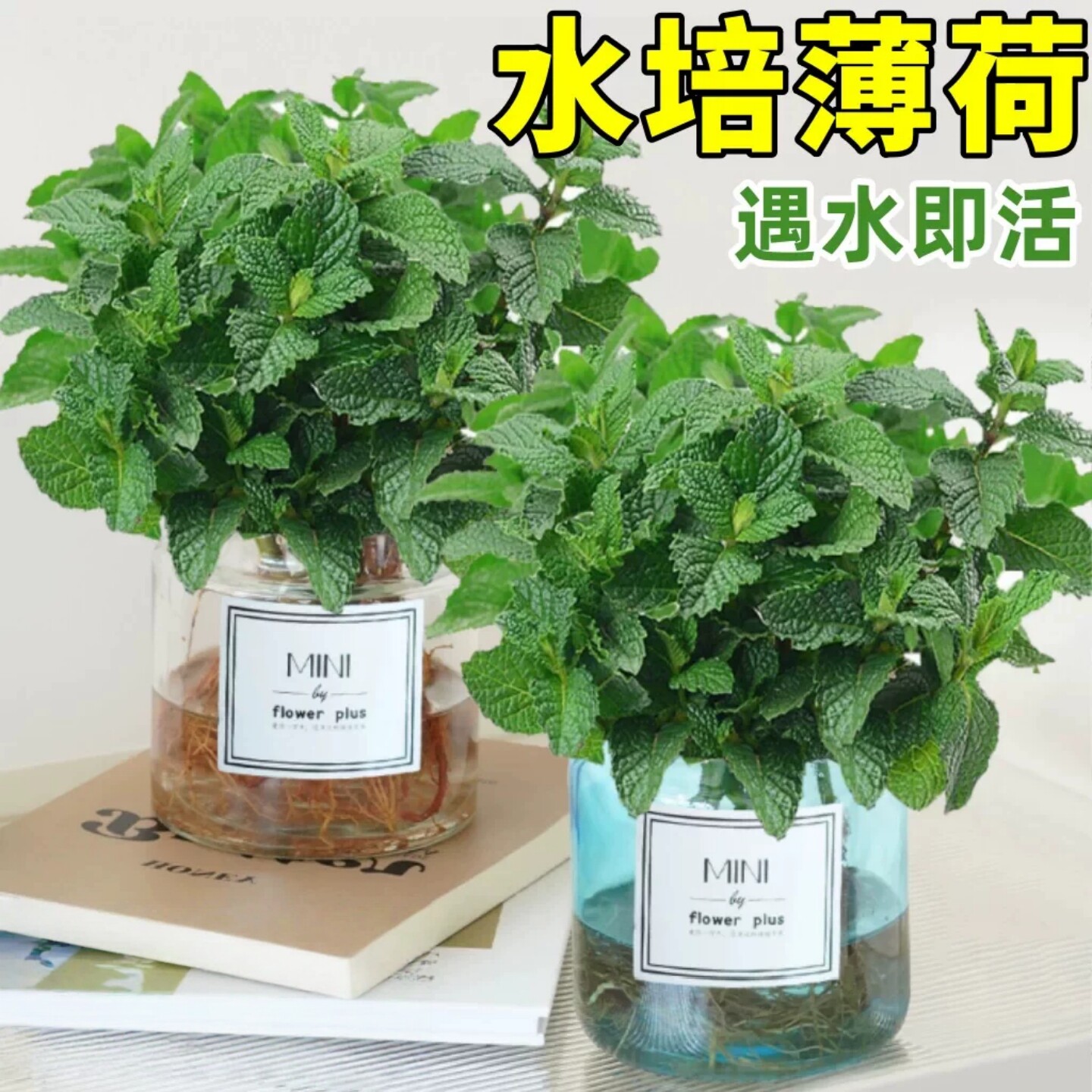 可食用水培柠檬薄荷室内驱蚊盆栽