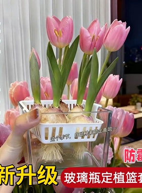 郁金香种球水培花卉植物浓香耐寒好养室内室外郁金香种子土培盆栽