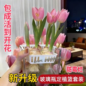 郁金香种球水培花卉植物浓香耐寒好养室内室外郁金香种子土培盆栽