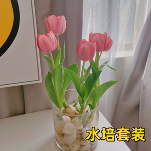 郁金香种球水培套装 耐寒好养室内阳台盆栽花卉球根植物郁金香水培