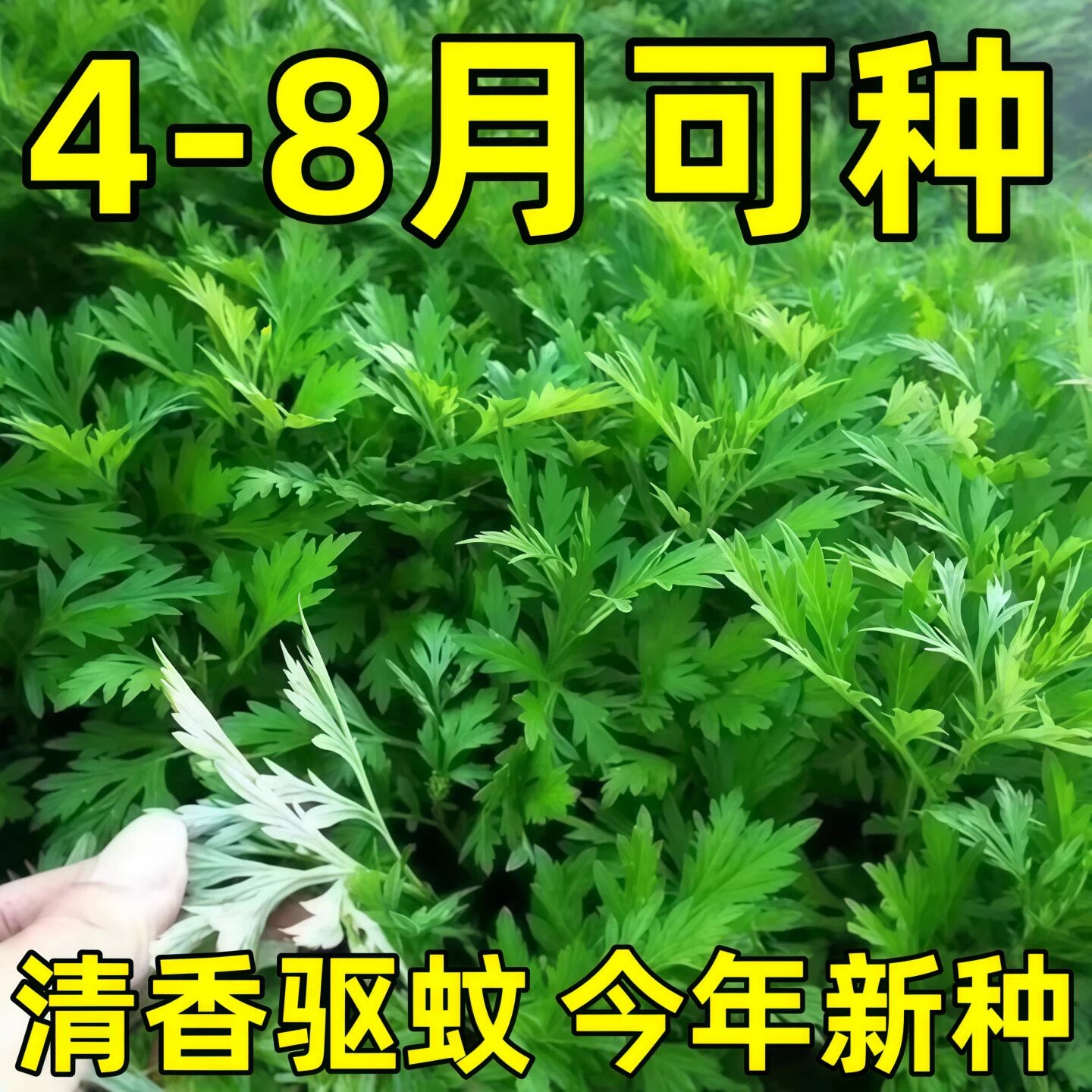 艾草种子四季驱蚊食用药用