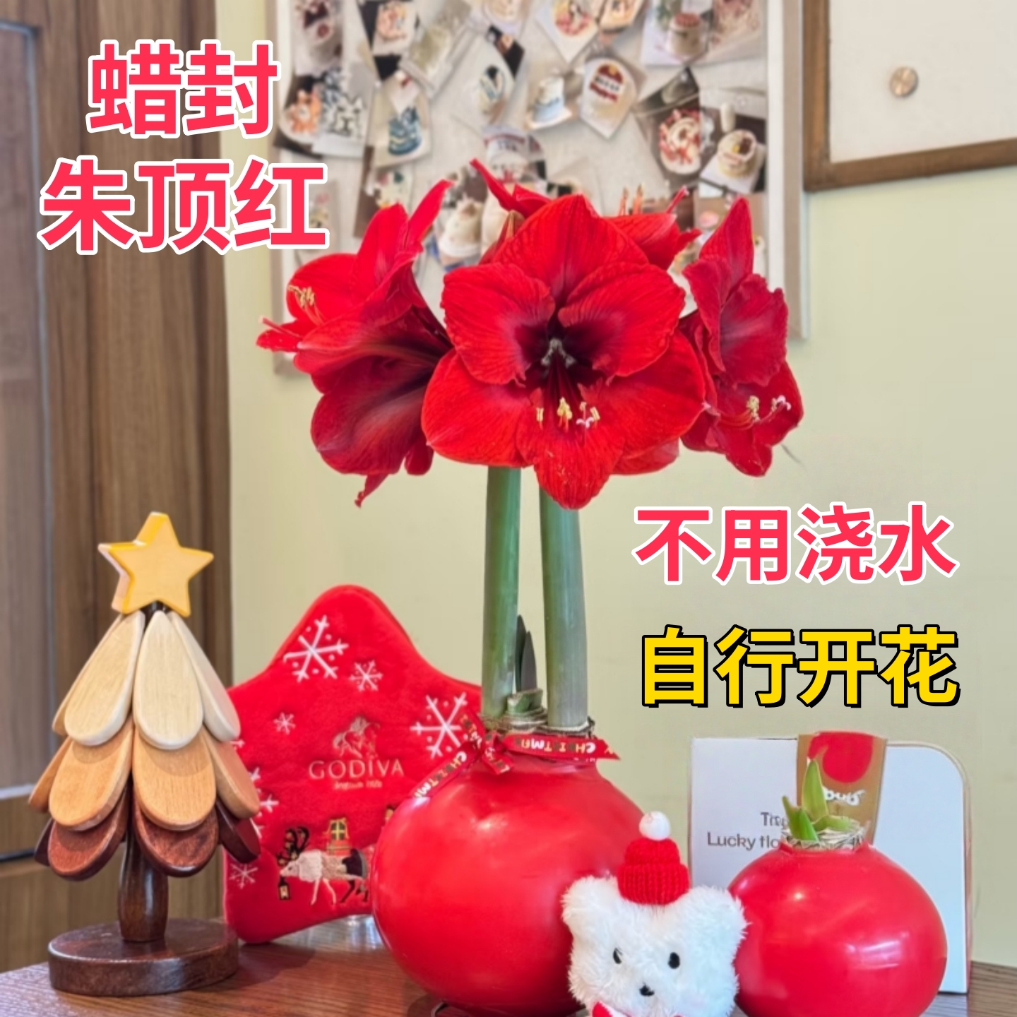 朱顶红蜡封种球懒人植物好养桌面