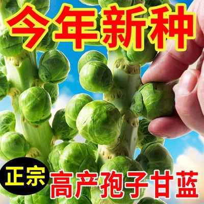 孢子甘蓝种子好养易活蔬菜种子