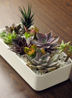 特大号控型白色创意花盘多肉拼盘花盆大长方形盆栽陶瓷肉肉植物盆