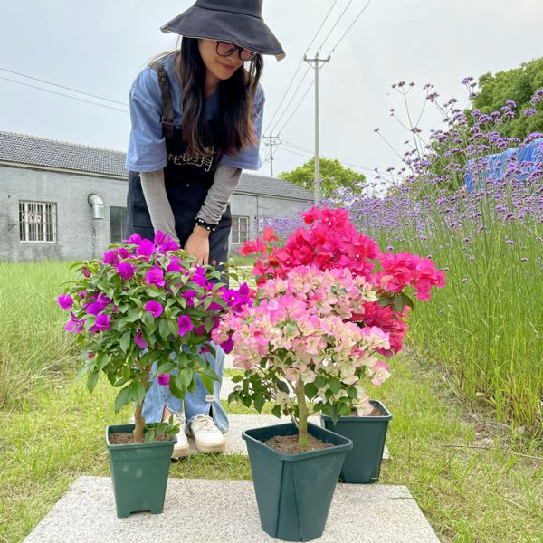 三角梅重瓣大苗老桩室内外爬藤植物耐寒四季种植原土易成活带花