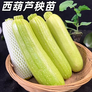 早熟西葫芦苗角瓜苗占瓜苗香蕉西葫芦苗丝瓜苗冬瓜苗高产种幼秧苗