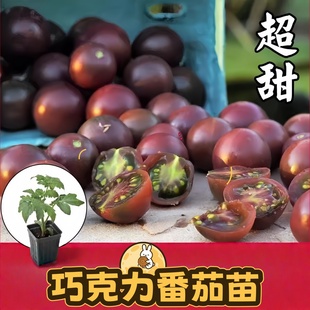 寿光超甜黑巧克力番茄苗秧带土小紫樱桃西红柿种子四季春秋盆栽籽