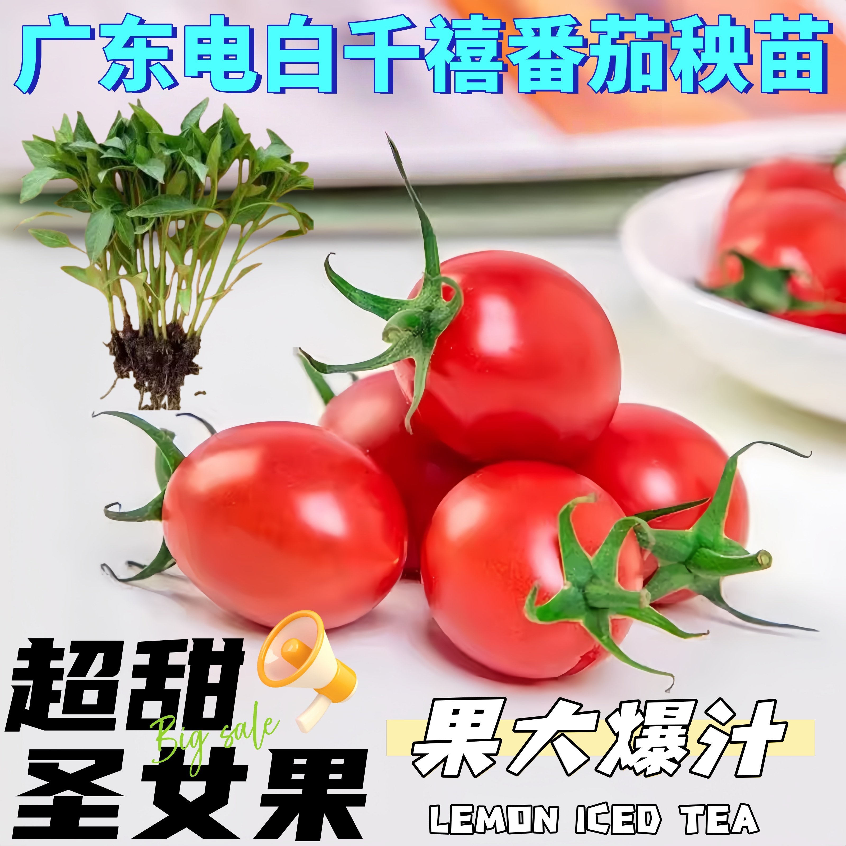 正宗广东电白千禧小番茄秧苗四季超甜冰糖千玺千禧圣女大果蔬菜苗