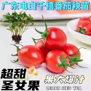 正宗广东电白千禧小番茄秧苗四季超甜冰糖千玺千禧圣女大果蔬菜苗