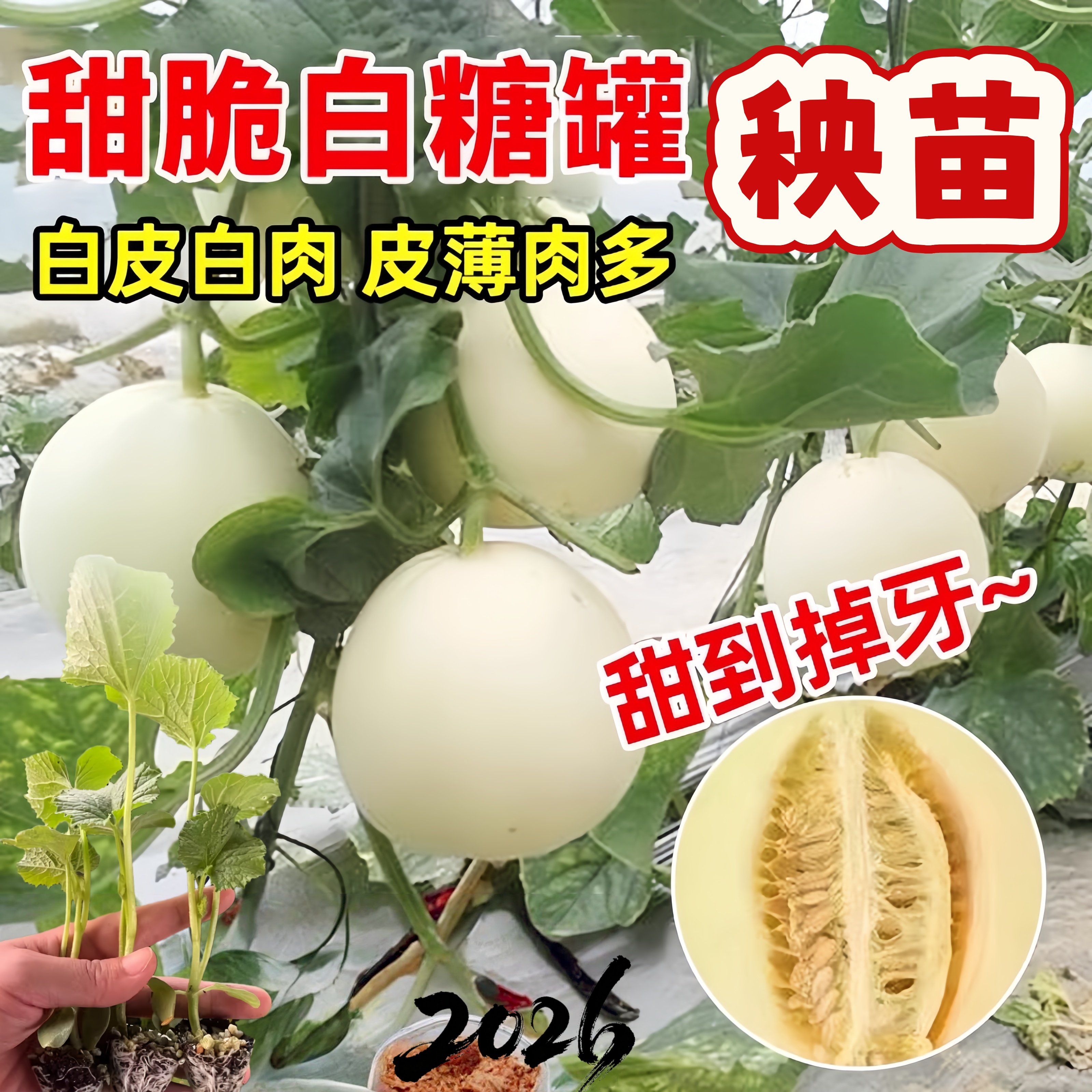 白糖罐甜瓜种子四季早熟高产图片