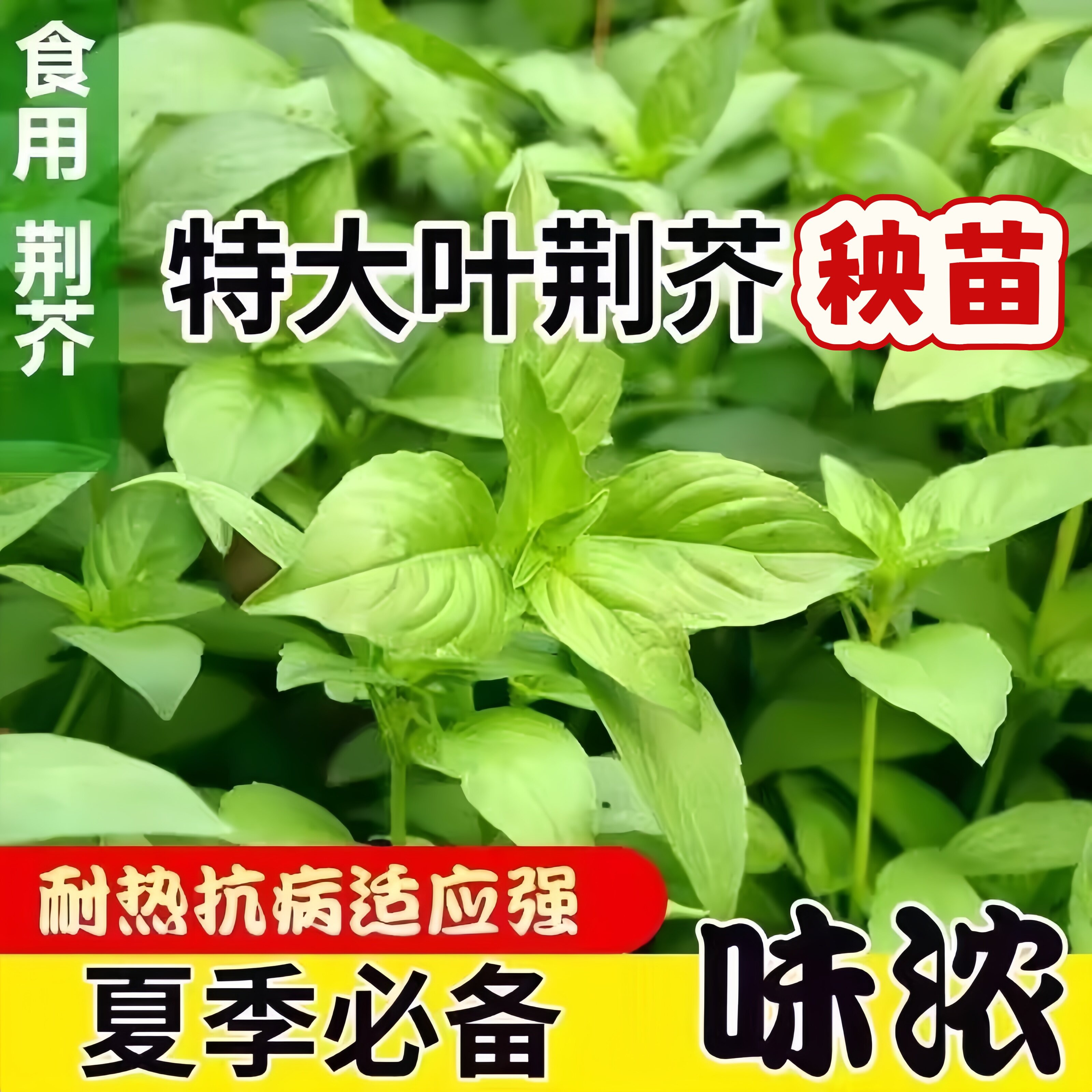 速生耐热大叶荆芥秧苗种子叶菜生吃凉拌河南特产阳台盆栽庭院耐寒