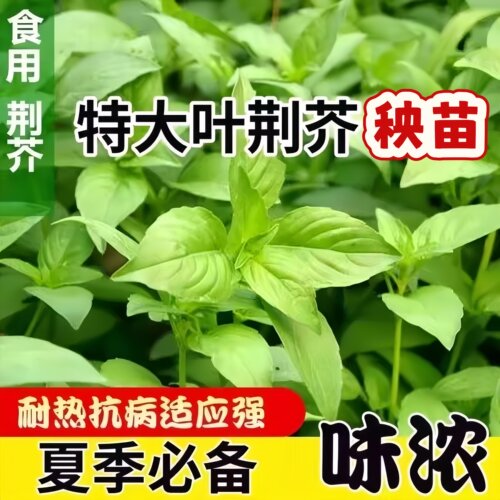 速生耐热大叶荆芥秧苗种子生吃