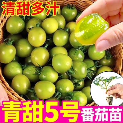 青口蜜小番茄苗秧苗四季盆栽