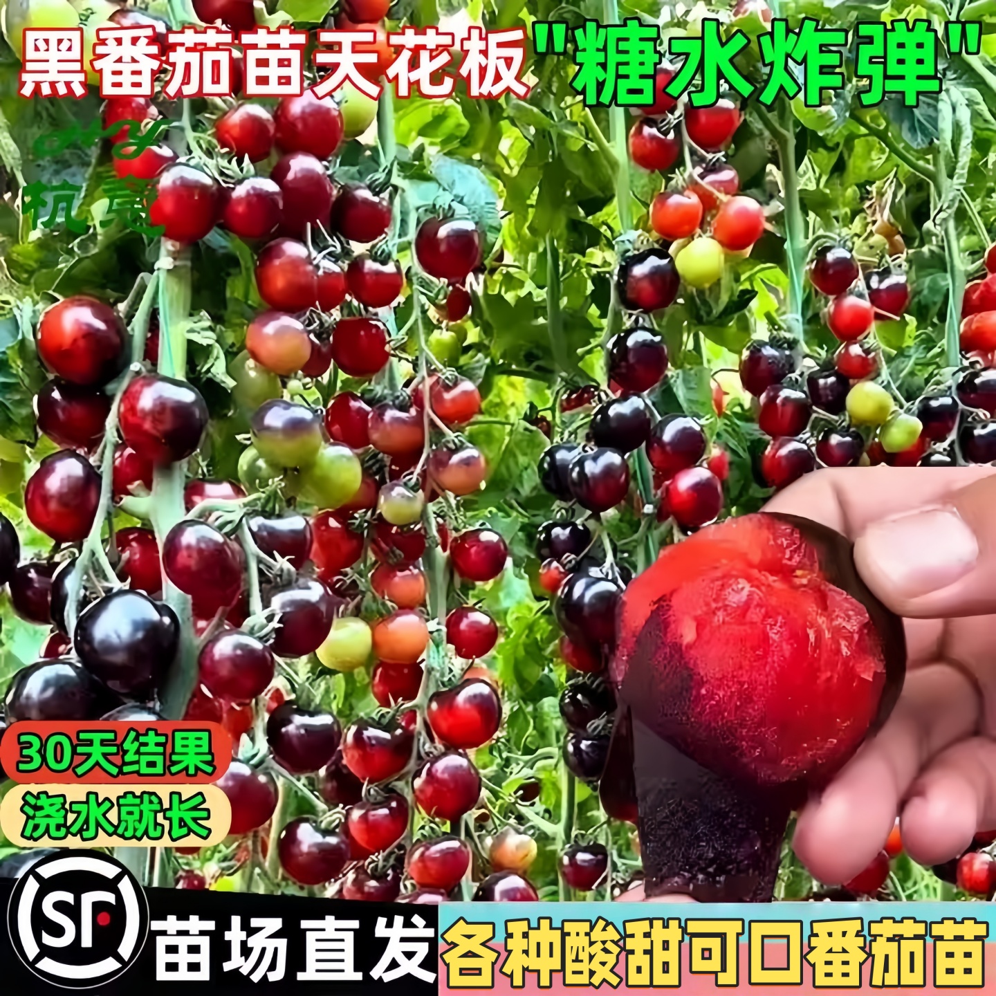 黑珍珠番茄苗秧苗樱桃草莓小西红柿紫圣女果苗种子四季盆栽蔬菜苗