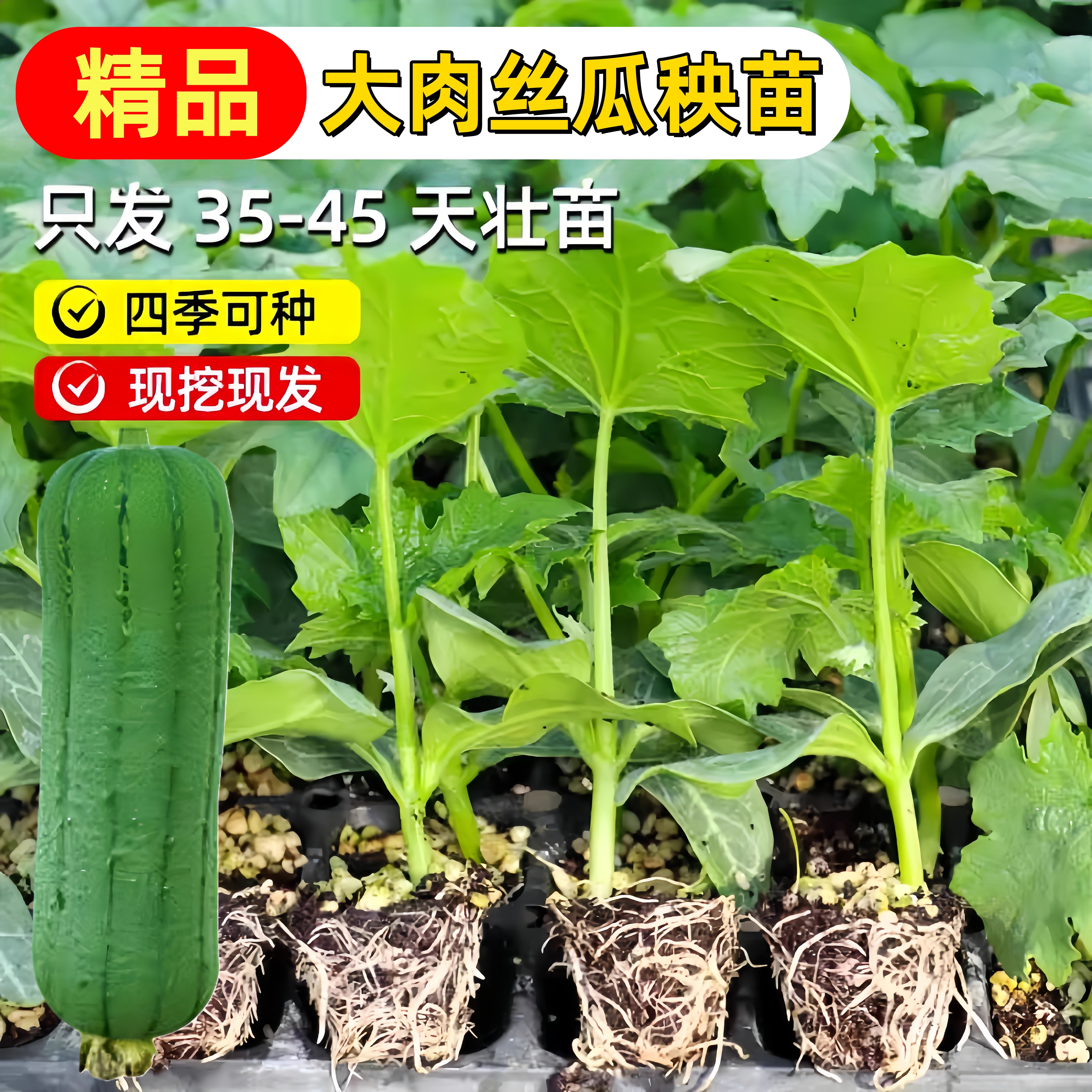 老品种肉丝瓜苗子秧苗带土大果蔬菜四季苗秧盆栽香菱角丝瓜孑早熟,鲜花速递/花卉仿真/绿植园艺,种苗/半成品盆栽,淘宝优惠券,粉丝福利购,淘宝优惠卷