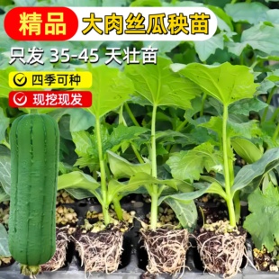 老品种肉丝瓜苗子秧苗带土大果蔬菜四季苗秧盆栽香菱角丝瓜孑早熟
