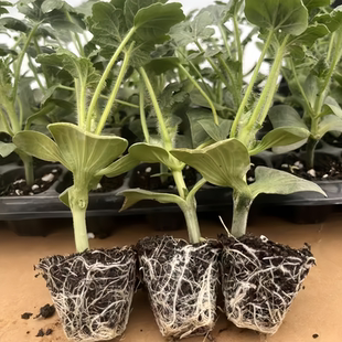 黑皮无籽西瓜苗秧南方8424嫁接麒麟盆栽懒汉美都懒人红玉甘美4k2k