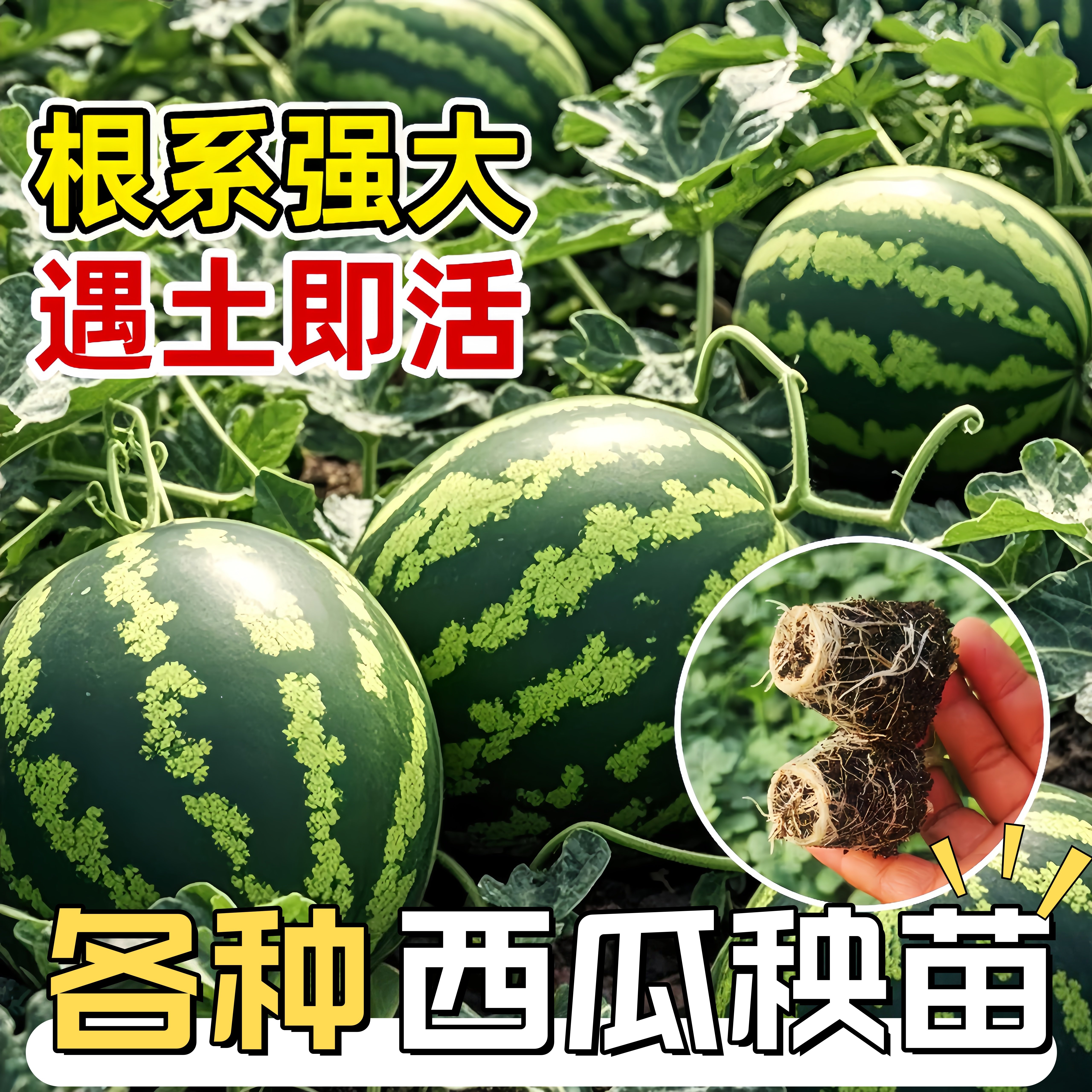 麒麟西瓜苗秧西瓜种籽8424黑皮无籽美都懒汉阳台盆栽水果蔬菜种苗,鲜花速递/花卉仿真/绿植园艺,家庭园艺种子,淘宝优惠券,粉丝福利购,淘宝优惠卷