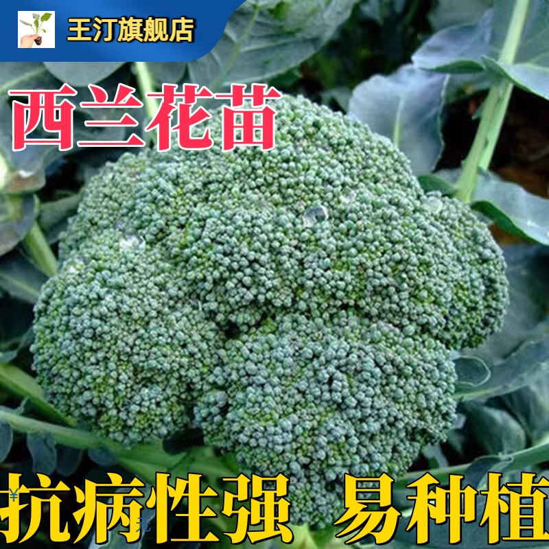 西兰花秧苗有机蓝子椰菜幼图片