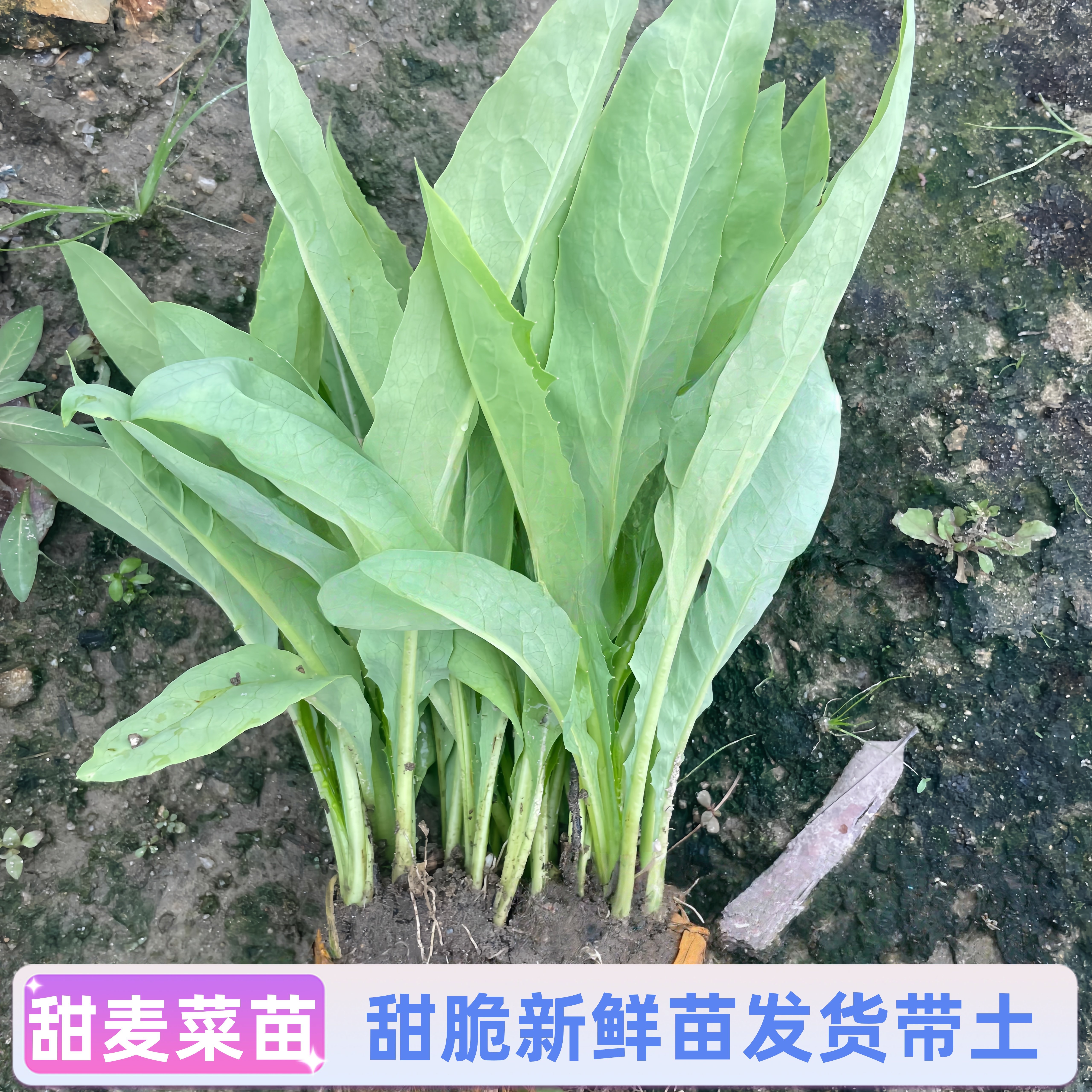 广东广州增城甜苦麦菜苗四季高产可甜心芥菜蔬菜新鲜菜苗带泥发货,鲜花速递/花卉仿真/绿植园艺,种苗/半成品盆栽,淘宝优惠券,粉丝福利购,淘宝优惠卷