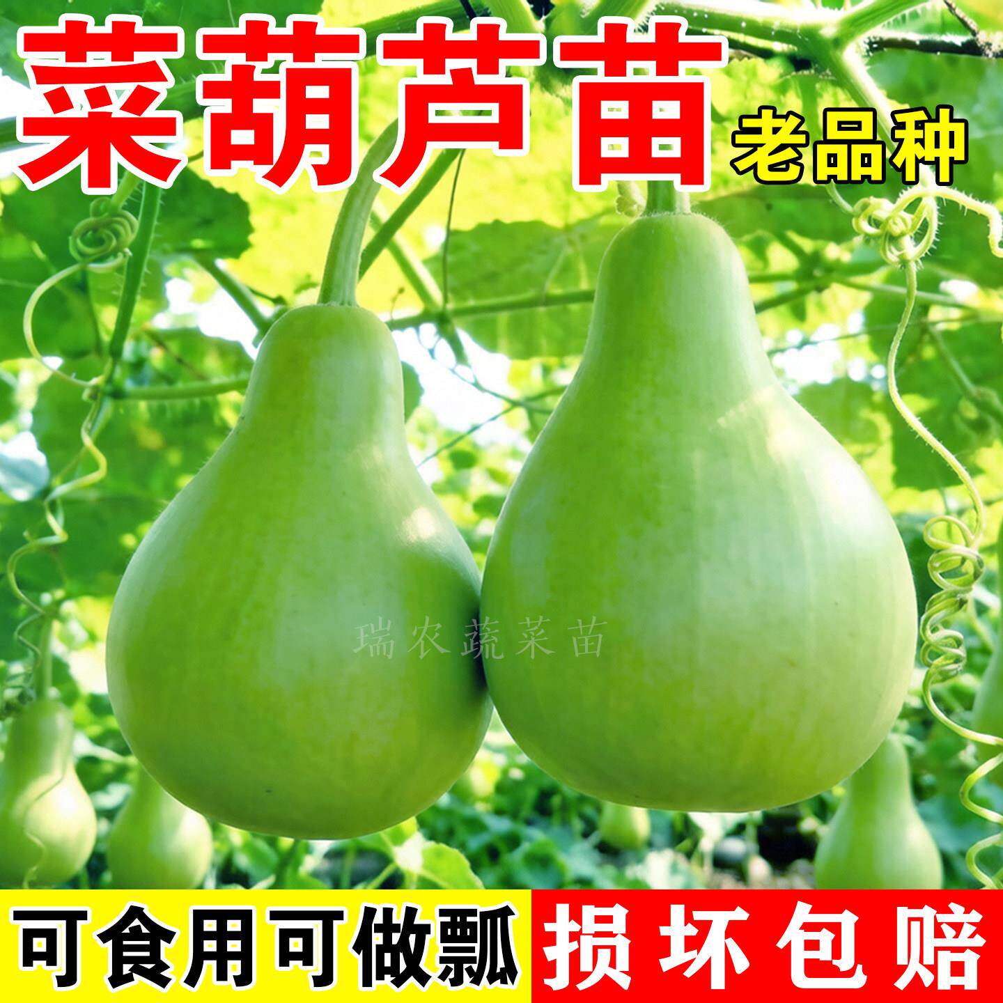 菜葫芦瓜种苗早熟高产食用大水瓢西葫芦水瓜圆瓠子苗庭院爬藤青瓜