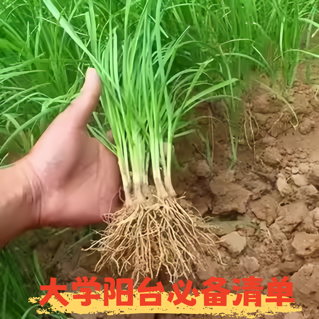 农家小叶韭菜根苗四季九菜老品种紫红根细叶笨韭菜苗本地土韭菜根