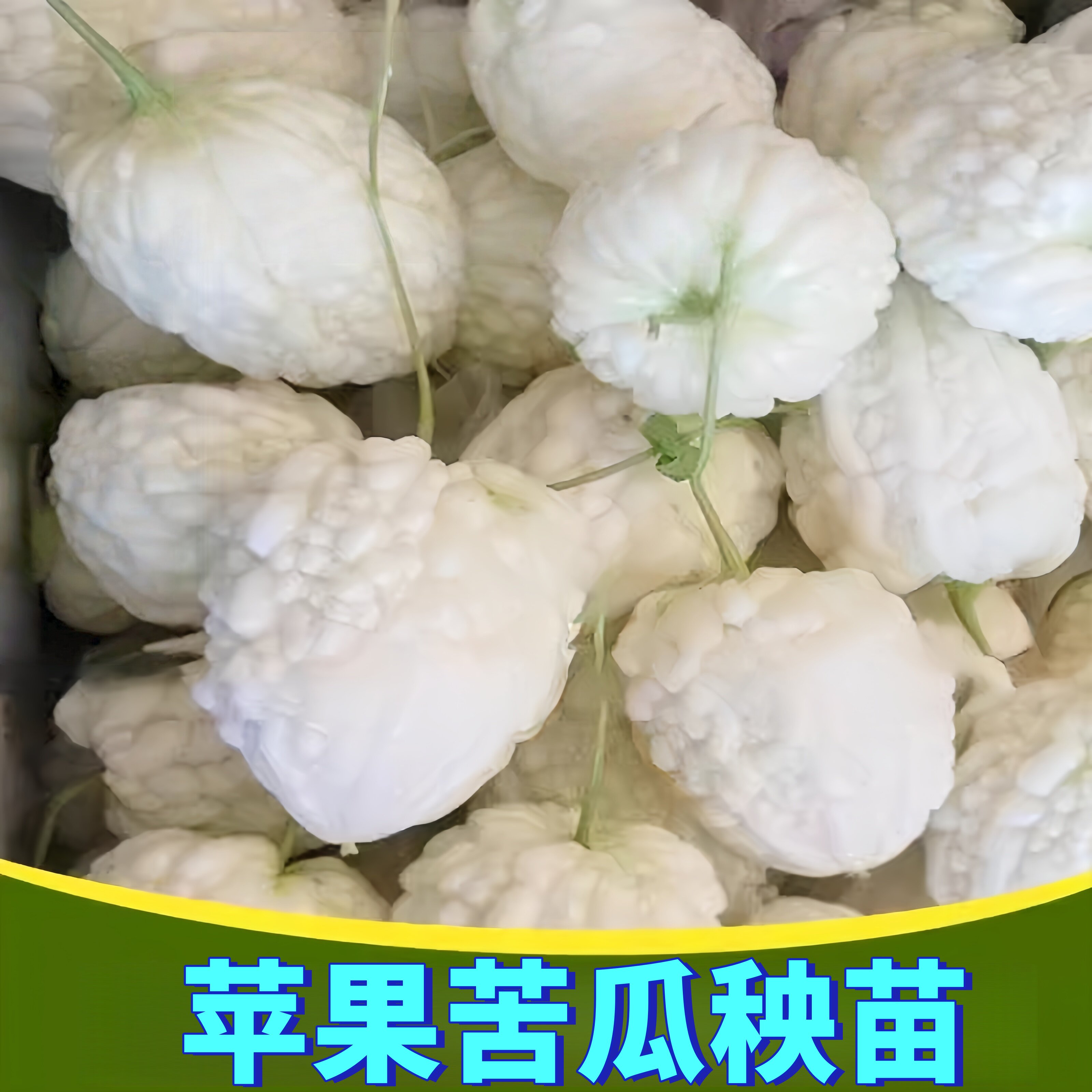 苹果苦瓜苗山东白玉苦瓜秧苗现挖新鲜苦瓜农家自种可生吃苦蔬菜