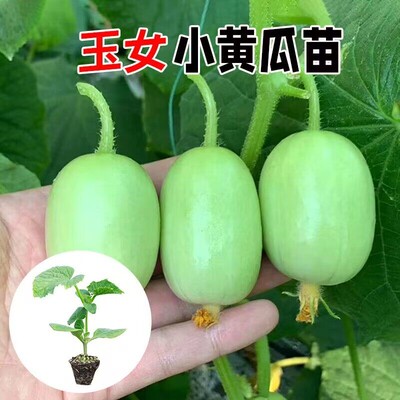 玉女水果黄瓜脆甜拇指小黄瓜满地爬黄瓜苗四季秋阳台盆栽阳台易种