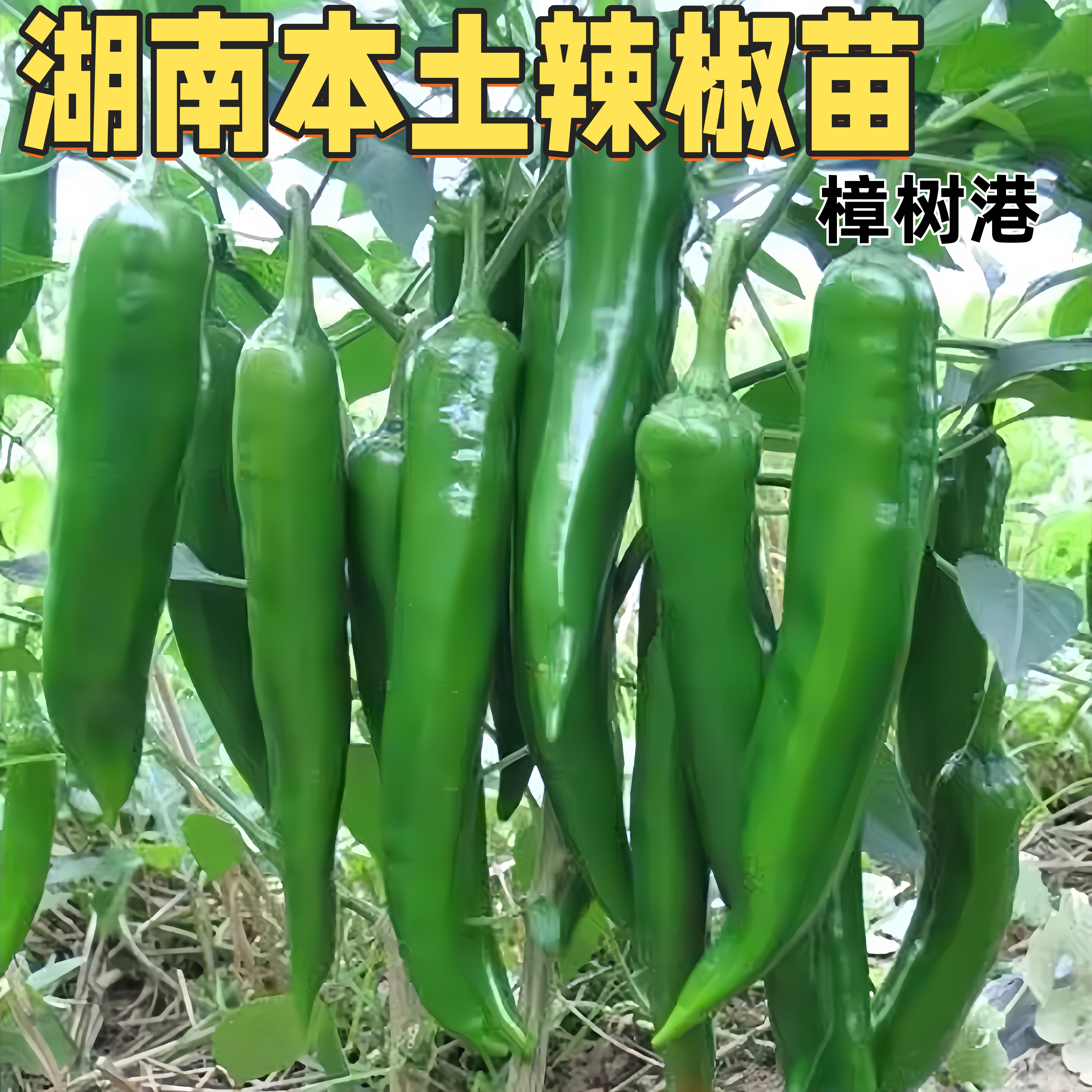 湖南樟树港土辣椒苗四季可种图片