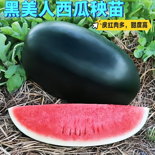 新疆黑美人西瓜嫁接大果苗
