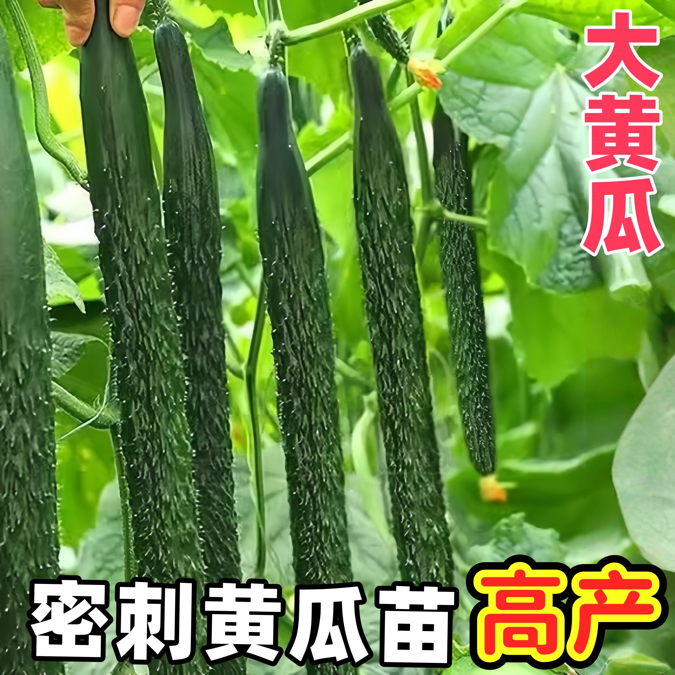 四季大黄瓜秧苗高产密刺黄瓜秧阳台庭院易种蔬菜种子强雌水果嫁接