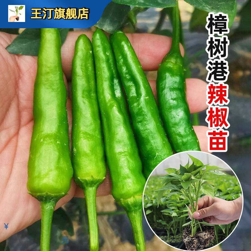 湖南正宗樟树港辣椒苗秧苗四季带土菜苗四川本地土老品种农村软皮