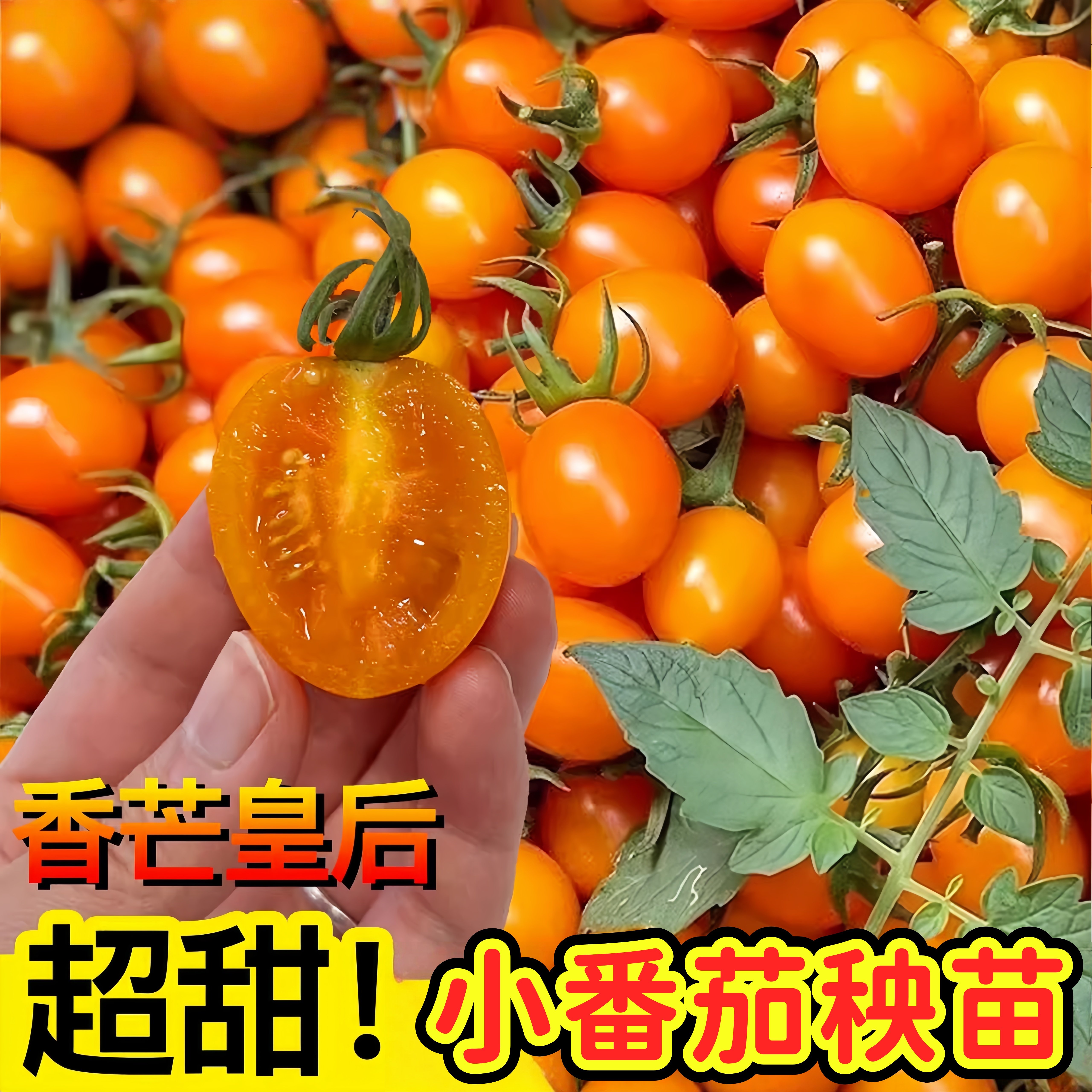 香芒皇后番茄苗秧四季高产红黄黑白千禧种子阳台小院盆栽番茄秧苗,鲜花速递/花卉仿真/绿植园艺,种苗/半成品盆栽,淘宝优惠券,粉丝福利购,淘宝优惠卷