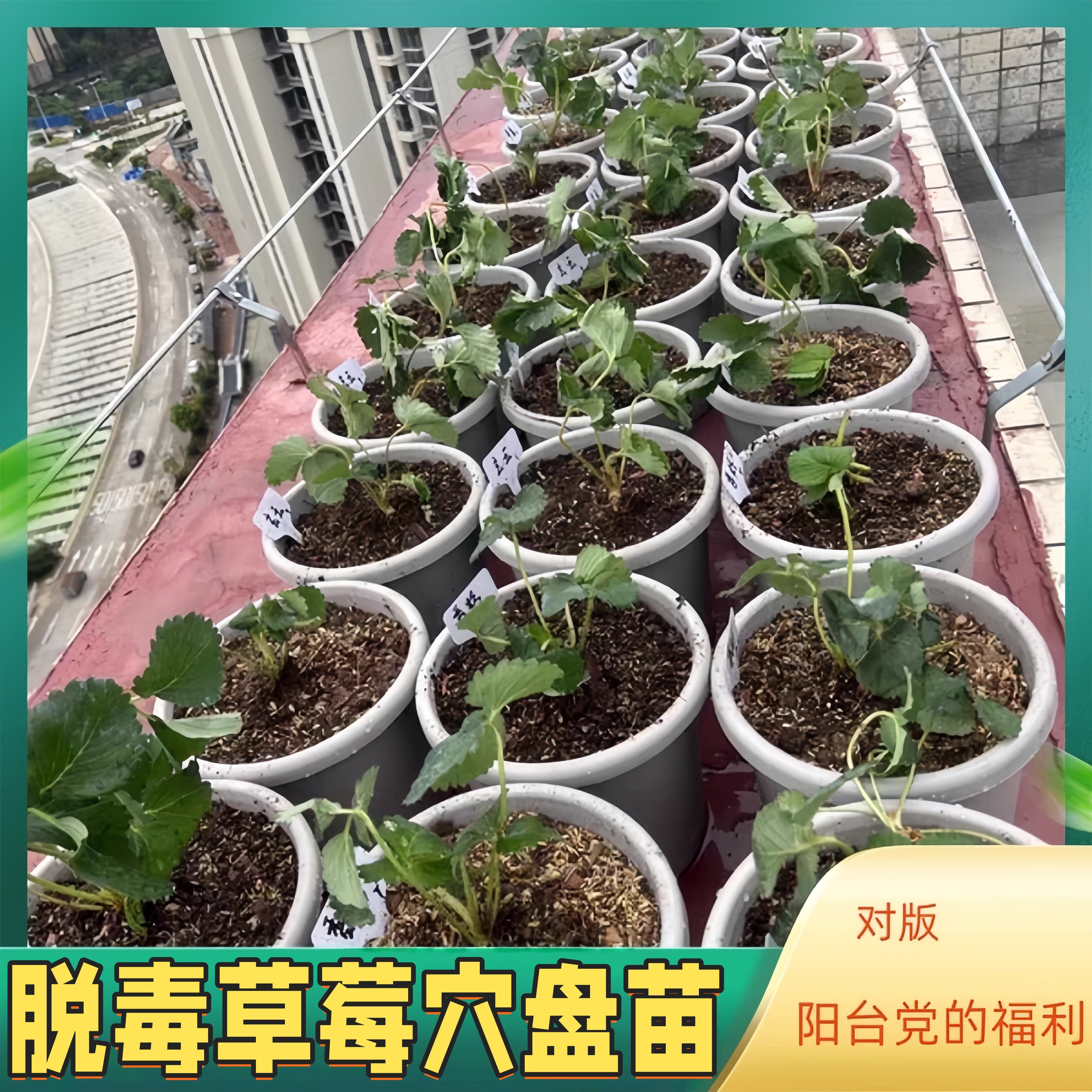 草莓脱毒苗秧穴盘苗四季结果盆栽奶油特大号优质隋珠红颜丹东种苗