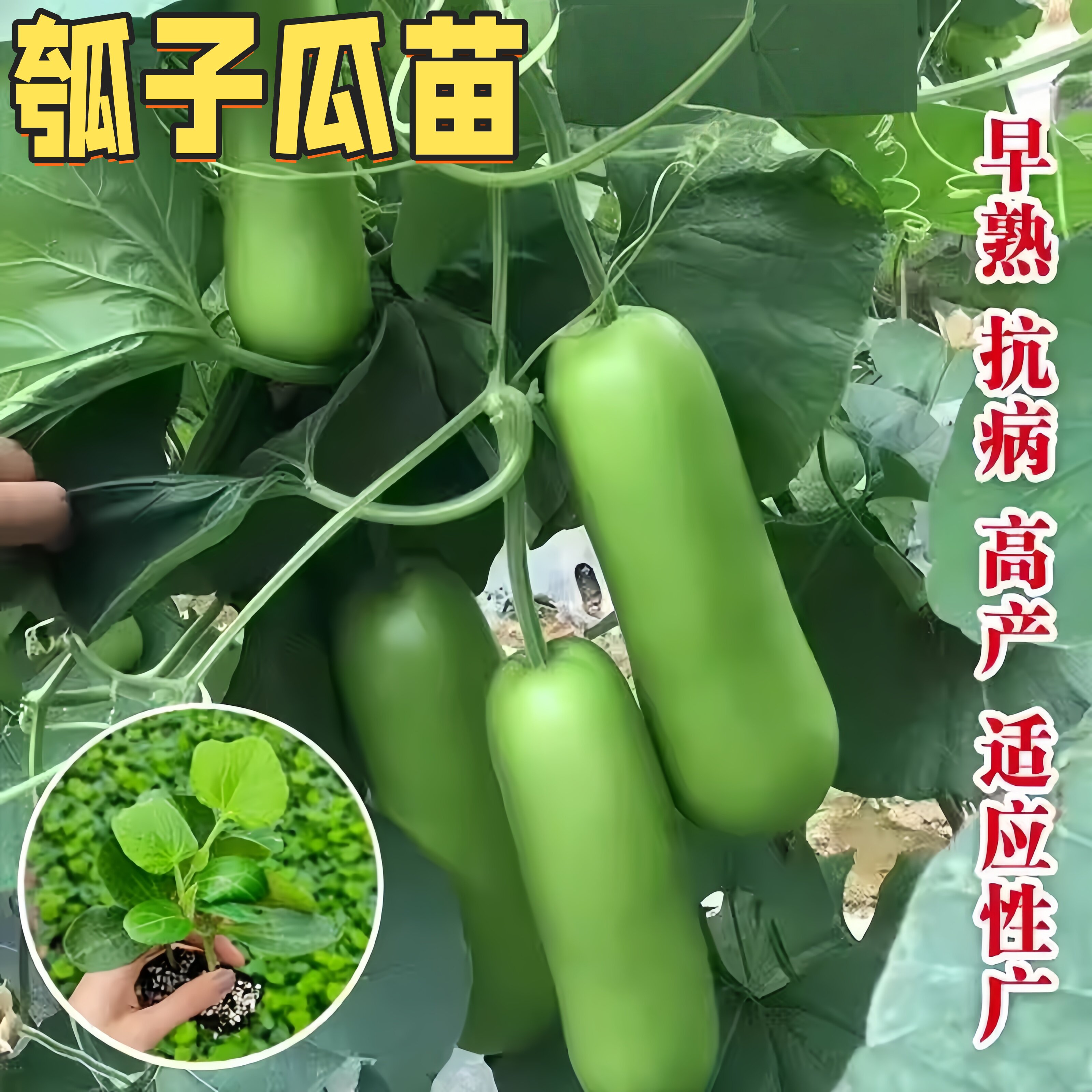早熟短瓠长瓠子瓠瓜苗蒲瓜苗菜葫芦苗黄瓜茄子番茄辣椒苗蔬菜秧苗