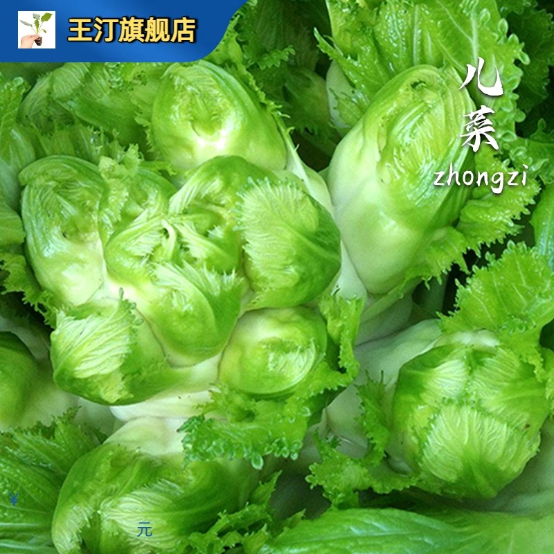 四川儿菜种籽早熟大全特产泡菜种子嫩抱观音菜孑有机娃娃菜娃儿菜,鲜花速递/花卉仿真/绿植园艺,家庭园艺种子,淘宝优惠券,粉丝福利购,淘宝优惠卷