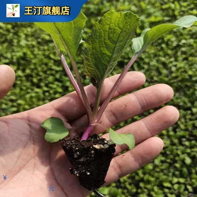 红菜苔苗秋季种孑四心籽子