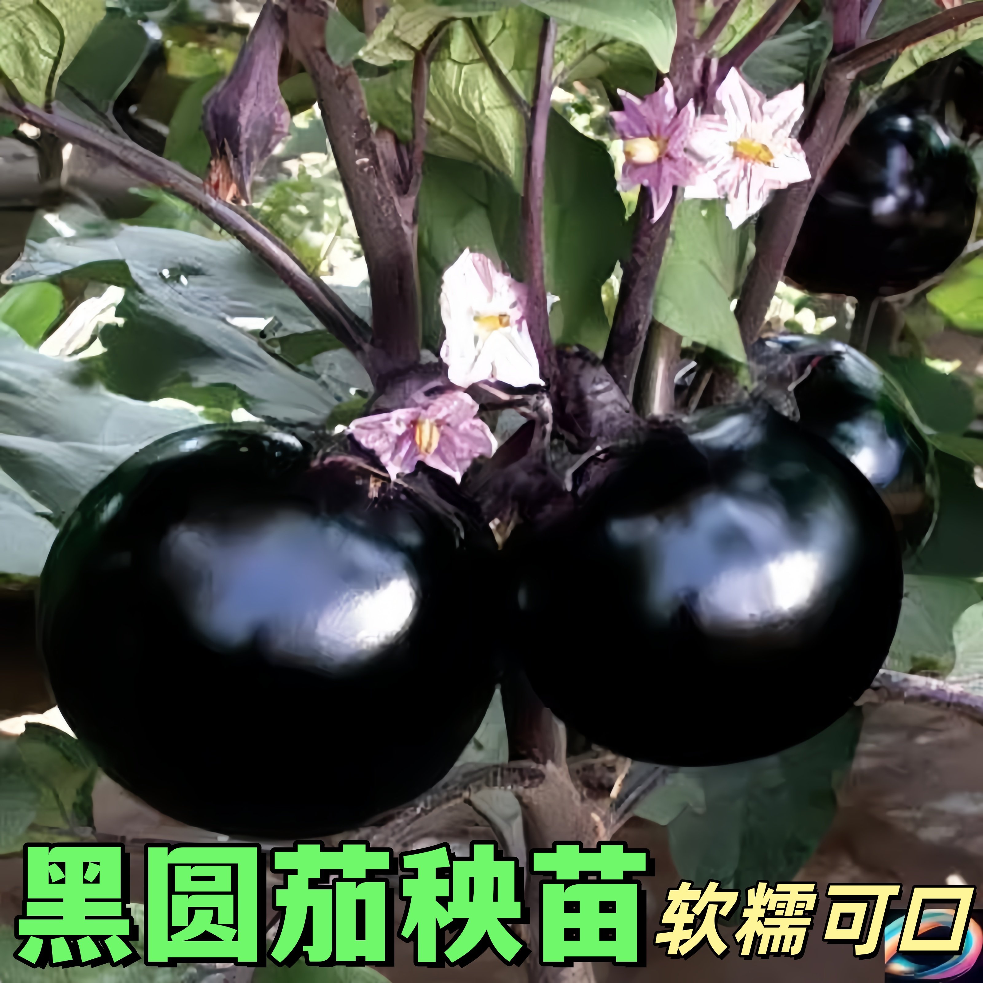 黑圆茄秧苗茄子苗高产紫绿色特大蔬菜水果秧杭长龙茄种籽四季带土,鲜花速递/花卉仿真/绿植园艺,种苗/半成品盆栽,淘宝优惠券,粉丝福利购,淘宝优惠卷
