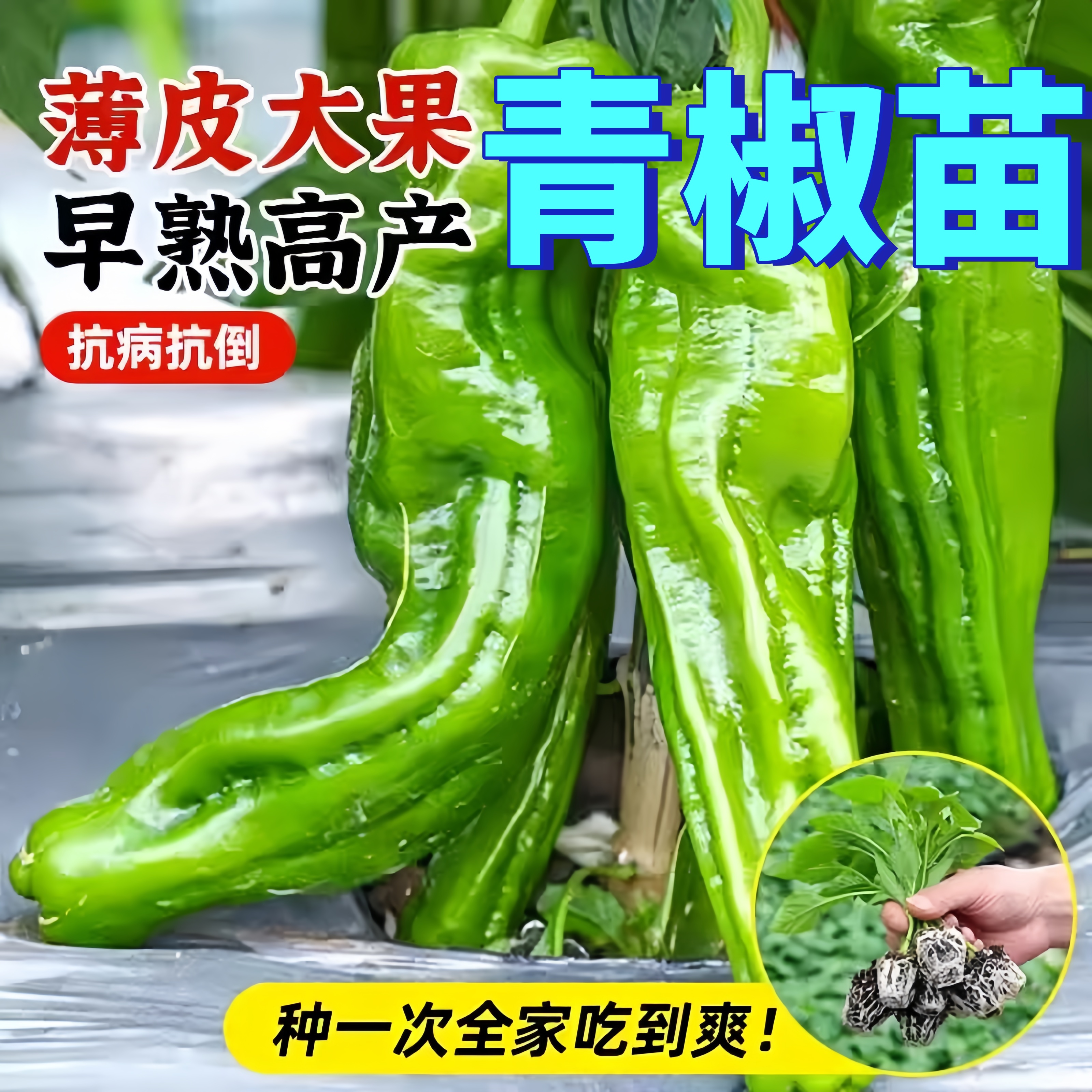 超辣高产薄皮辣椒苗阳台盆栽